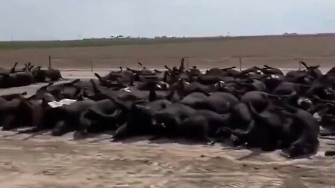 Thousands of dead cows in Kansas is the latest in the engineered food crisis