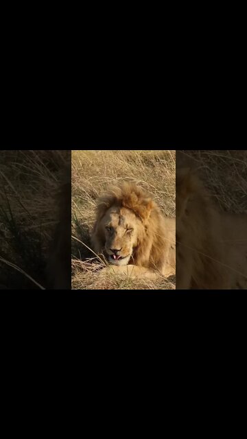 Maasai Mara Sightings Today 05/09/21 (Lions, Cheetah, Hyena, etc) | Zebra Plains | #shorts