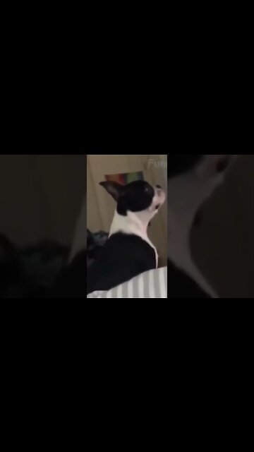 Cachorro engraçado #shorts #animais #dog #funnyanimals