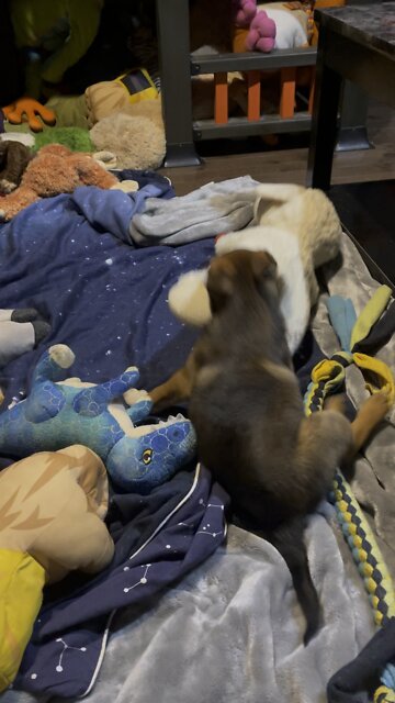 What to do when your toy is bigger than you