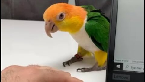 e Parrot Tries To Scare Owner By Jumping From Behind The Laptop Repeatedly