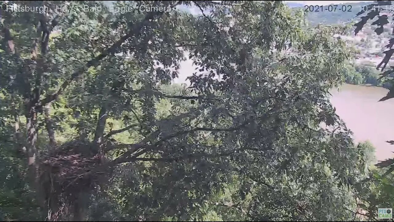 Hays Eagles Juveniles on the Monongahela River 2021 07 02 10:40-10:41AM