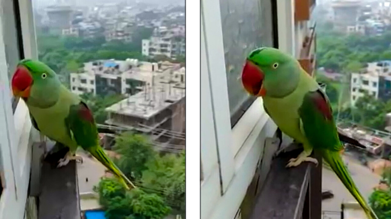 Talking Parrot Calling Mummy