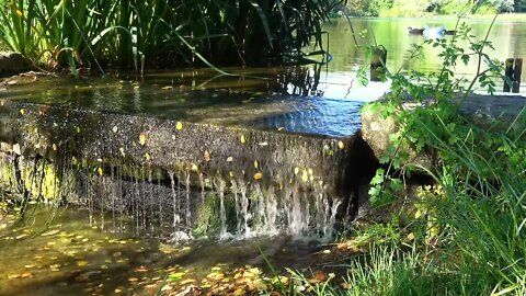 Autumn landscape. Morning in the forest. The freshness of the water and the murmur of the stream.