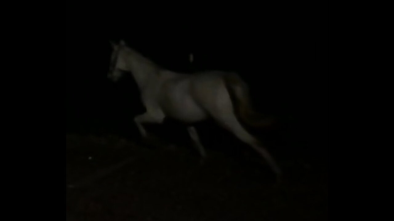 Horse (Junie) slow motion night work out