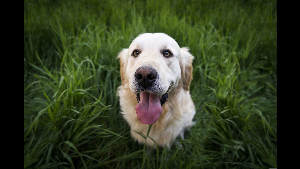 Crazy Dogs Dancing: Fun Dogs Video