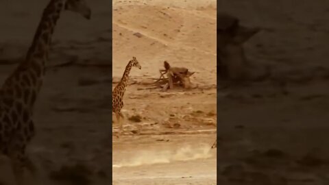 أسود تطارد زرافة lions chasing a giraffe