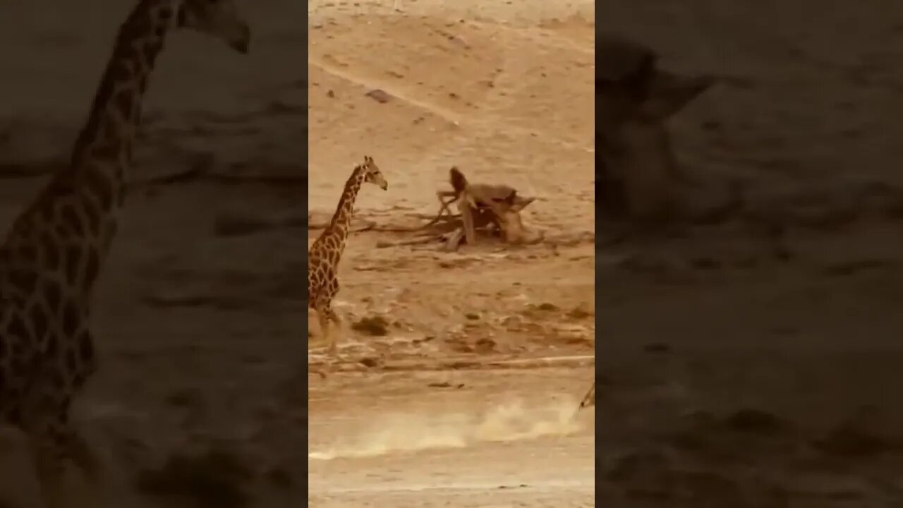 أسود تطارد زرافة lions chasing a giraffe