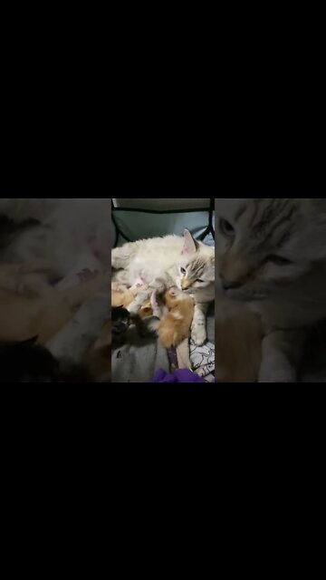 Unsteady Kittens Getting Curious