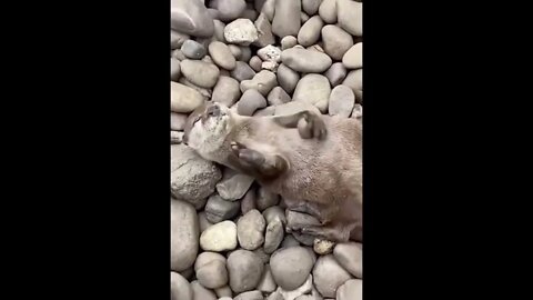 Otters juggles rocks