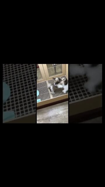 Cute puppy fighting