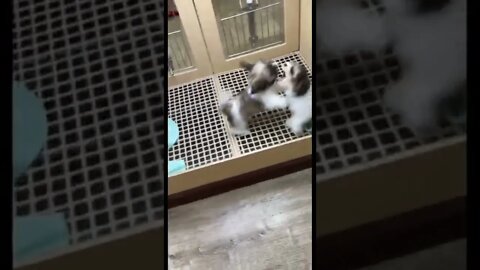 Cute puppy fighting