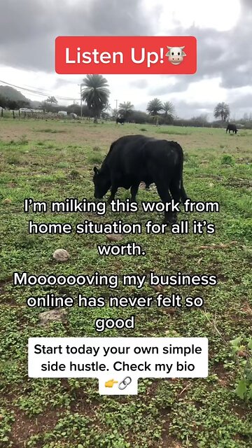 Holy Cow! Do you want to moooooove your business online?