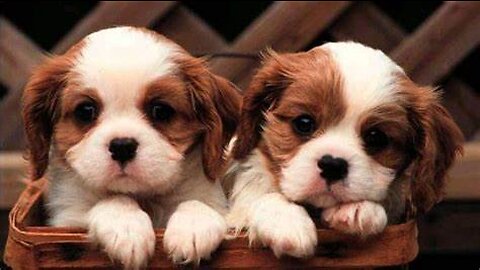 Beautiful baby dogs