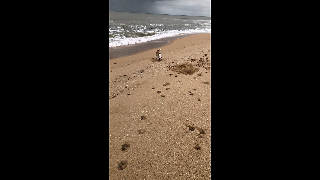 One happy dog 🙌💚🐶💚🙌