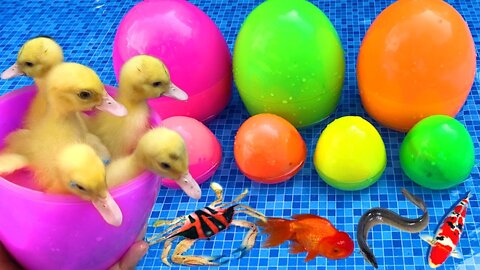 Surprise eggs contain So cute ducklings koi fish crabs catfish Freshwater shark goldfish eel