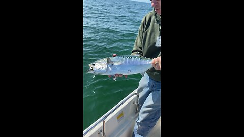 False Albacore Dorsal Fin and Release