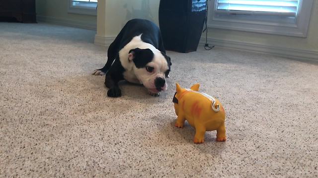 Boston Terrier confuses toy hog for actual animal