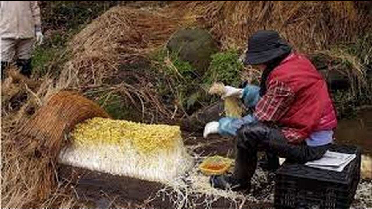 Japan Giant Bean Sprout Farming and Harvesting - Amazing Japan Agriculture Technology