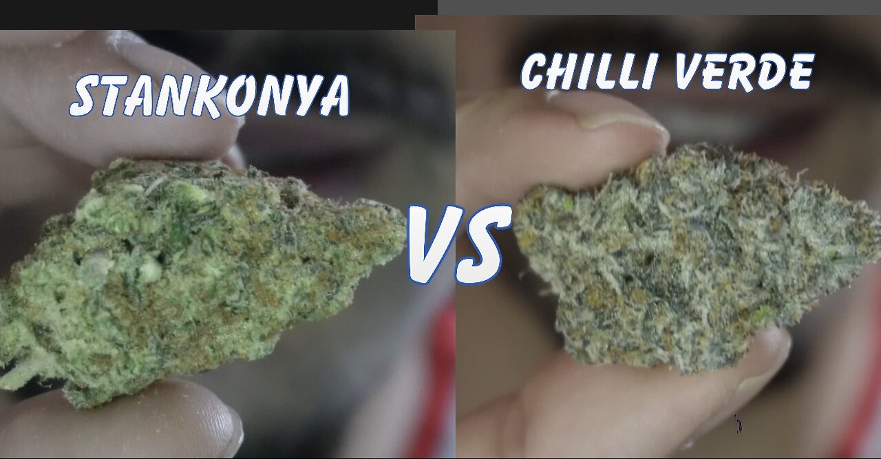 Weed Wars: Stankonya Vs Chilli Verde !!!