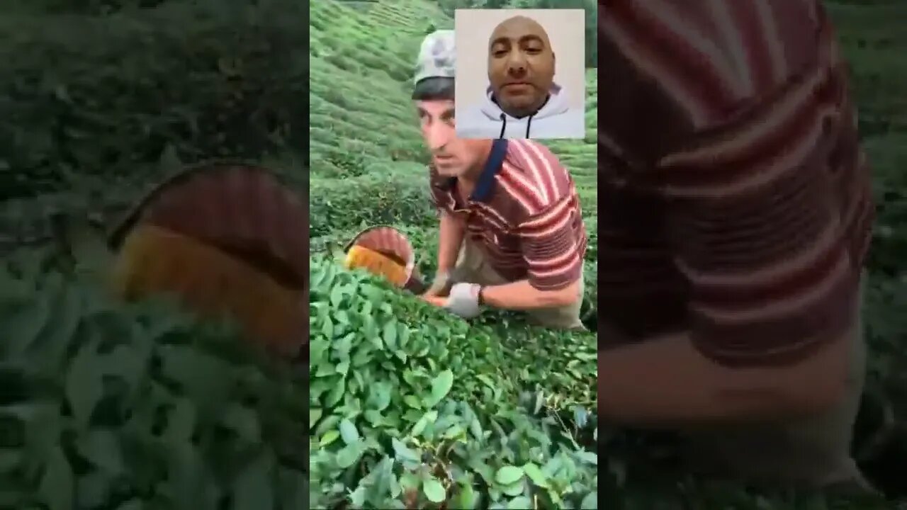 طريقة حصاد الشاي الأخضر || ولا أروع || #shorts ♥️
