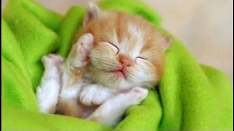 BABY ANIMALS - Funny And Cute Baby Animals For Kids And Adults To Watch Compilation | NEW
