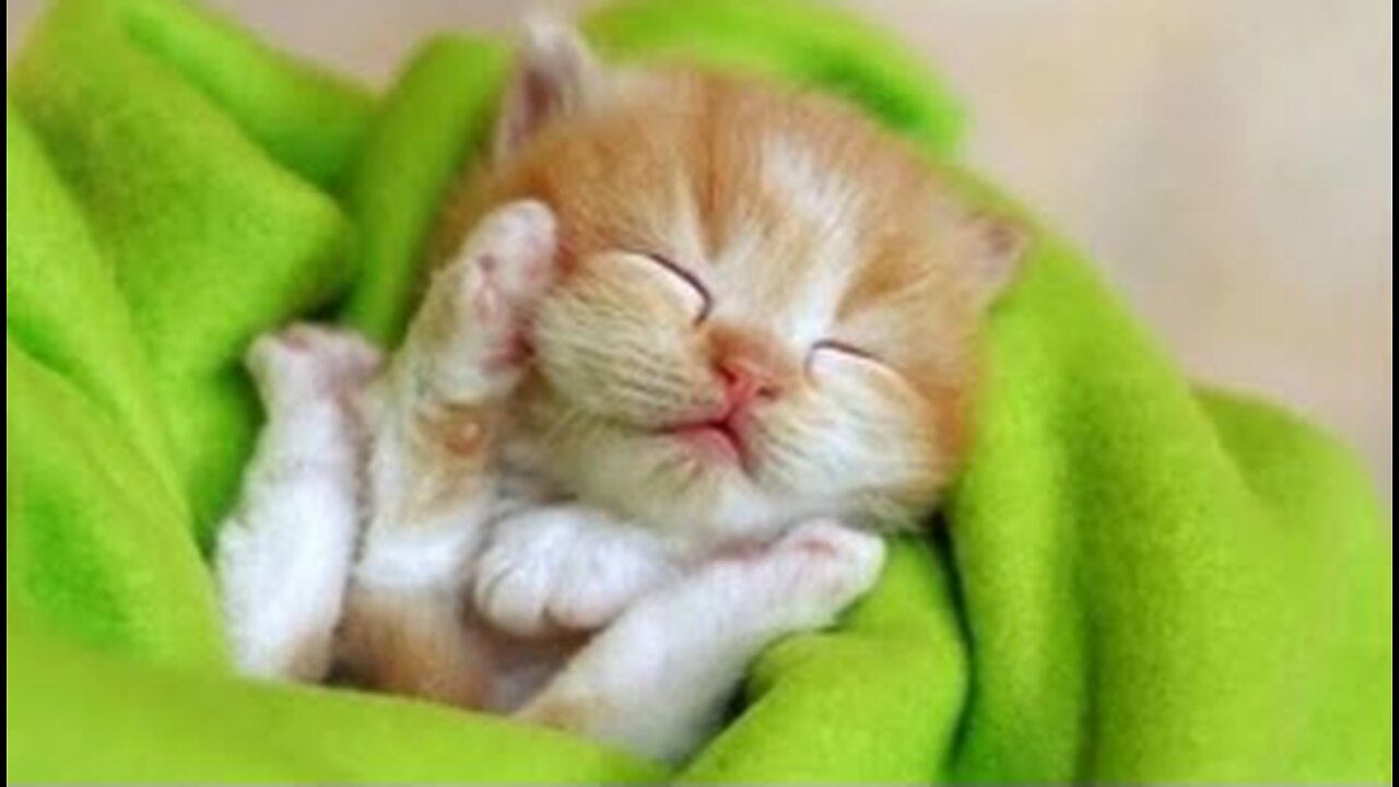 BABY ANIMALS - Funny And Cute Baby Animals For Kids And Adults To Watch Compilation | NEW