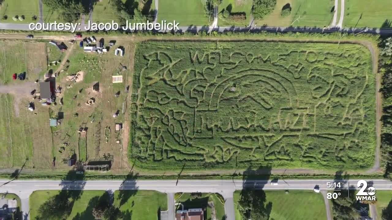 Maryland Corn Maze set to open with a 'Jurassic Maze' theme in Gambrills