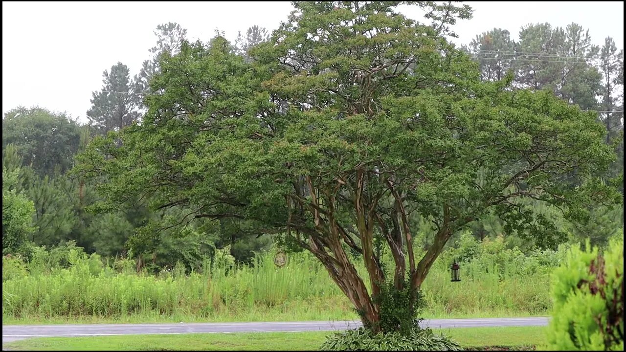 Rain full
