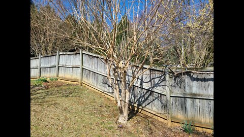 Pruning Seven Son Flower to a Smaller Size (Heptacodium)