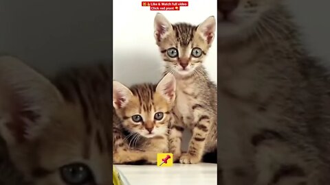 Cute Cat Funny Video 😂1263😹| #cutebabyfunny #Cat #cute #kitten #baby