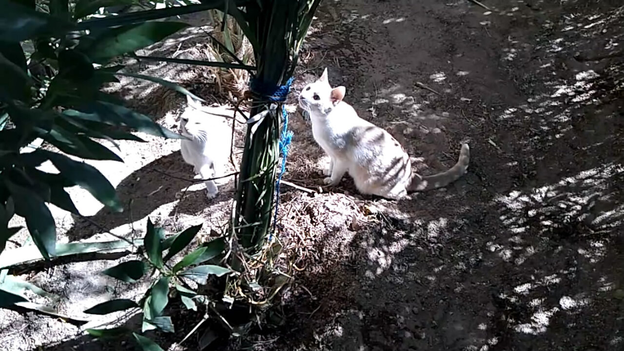 Egyptian cat loves to play outside