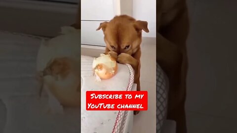 Funny dog videos youtube | Funny videos #shorts #short #viral #viralshorts #viralvideo #viralvideos