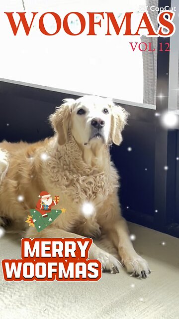 Merry Christmas from Steffens Dogs
