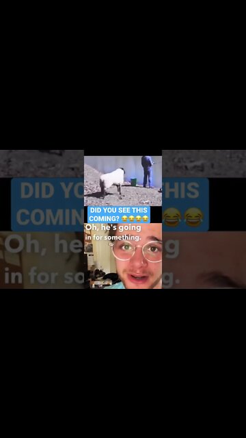 SHEEP attacks man!! if only a dog was there to save him! (UNEXPECTED END)