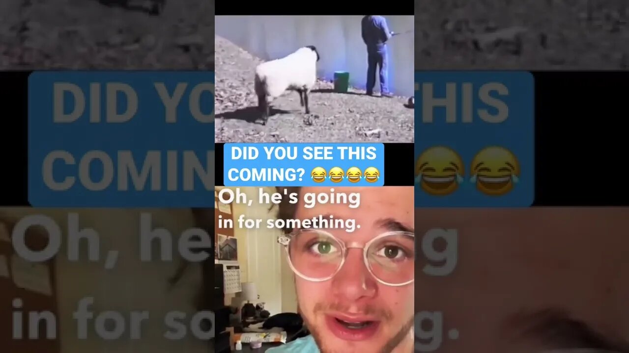 SHEEP attacks man!! if only a dog was there to save him! (UNEXPECTED END)