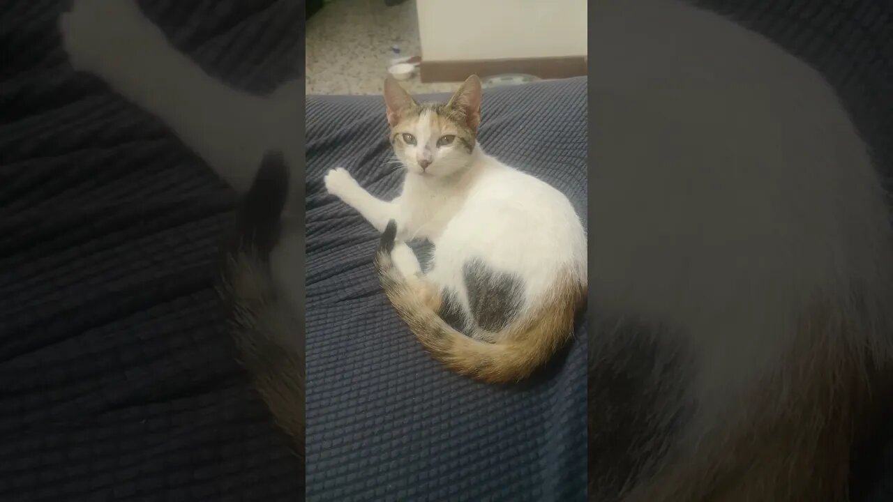 Cat Meowing Video - Small Cat Conversation with Owner