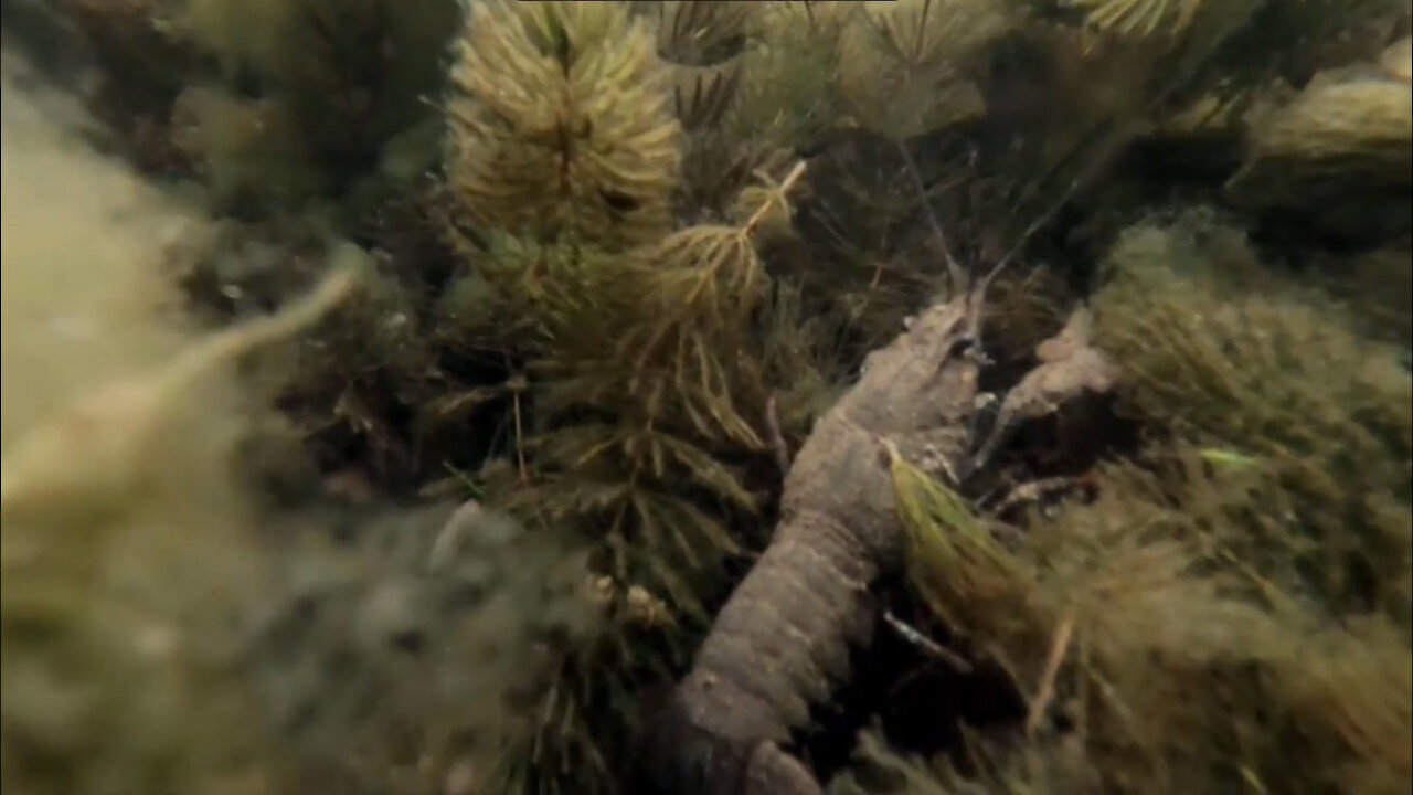 The underwater world of the river Khoper