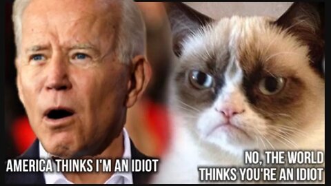 Even CATS Hate Joe Biden 🐱 #viral #shorts