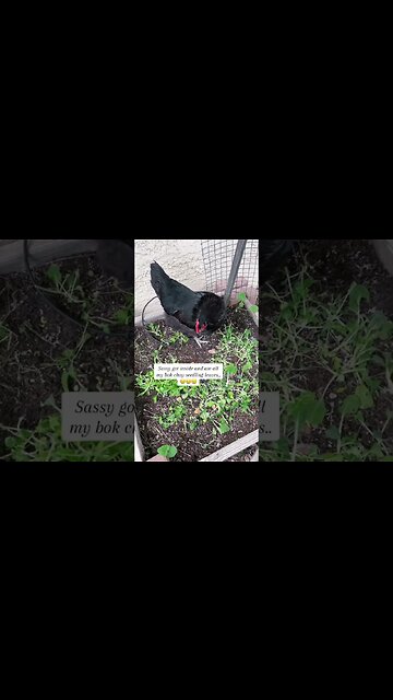 That's it,chicken soup time..😌😌😌#backyardchickenslife#backyardcrops#bokchoy#backyardgarden#小白菜