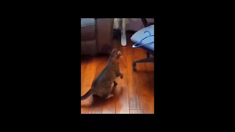 Funny animals videos episode 2 😂😂😂