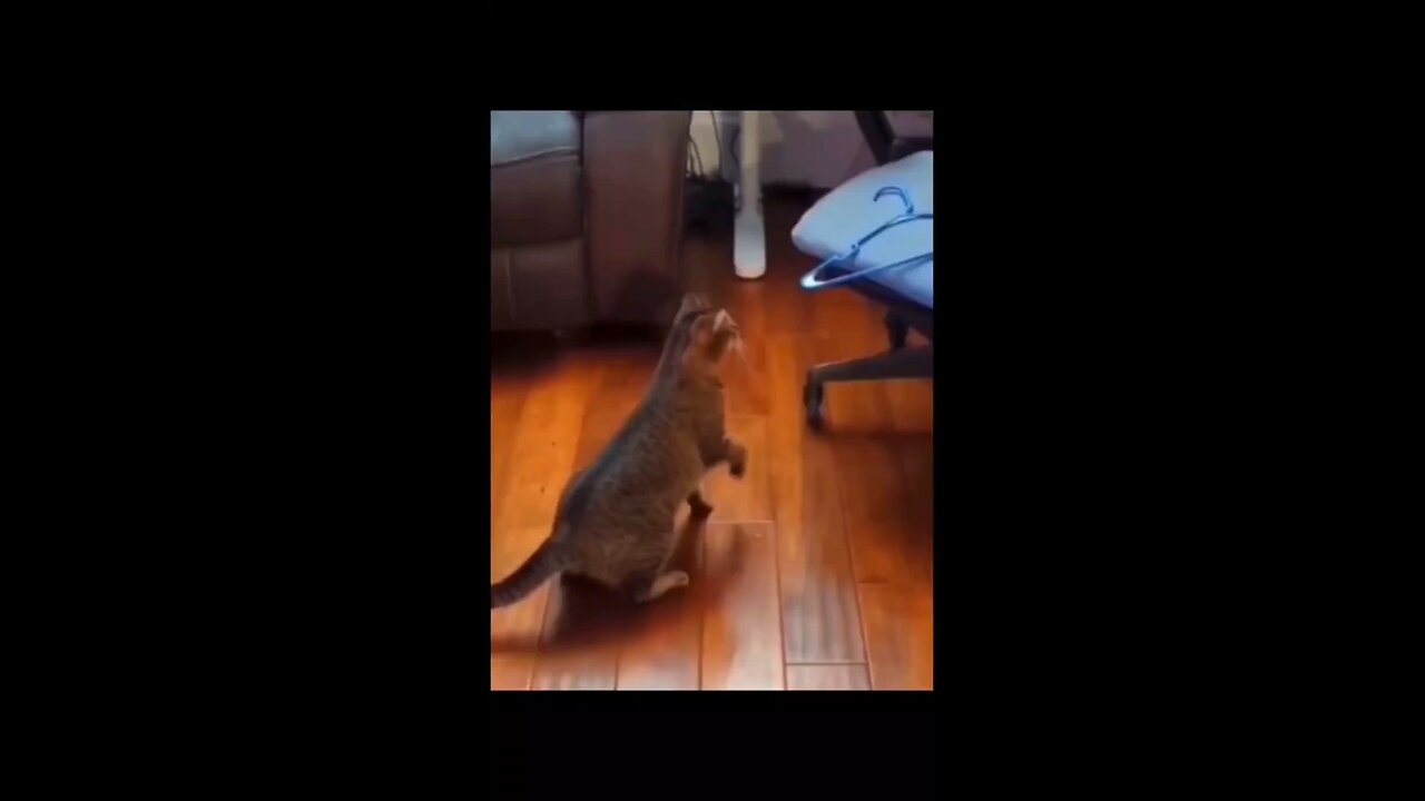 Funny animals videos episode 2 😂😂😂