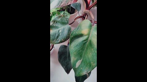 How to propagate philodendron pink princess