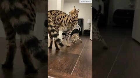 cute cat videos 😹 funny videos 😂 619 😻