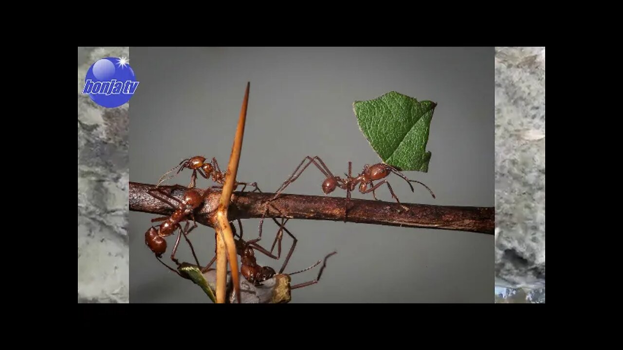 BONJA AVENTURA PARTE 3 | Olha o que encontramos!