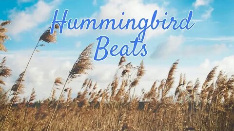 a warm wind at 20p.m. by Barradeen (No Copyright Music)