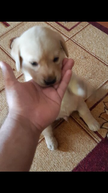 Funny Labrador pup playing
