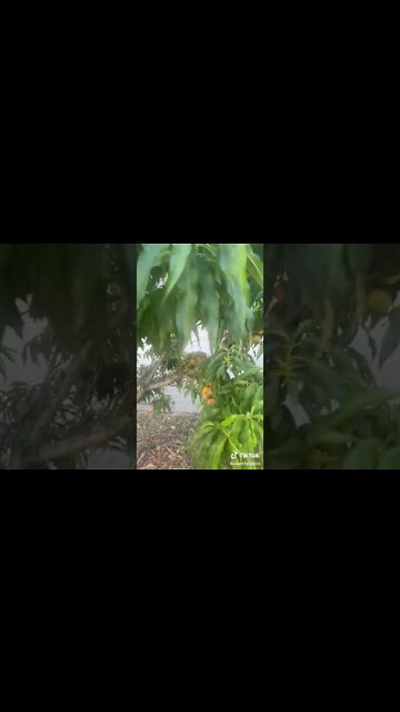 What Would You Do With All These Peaches?!