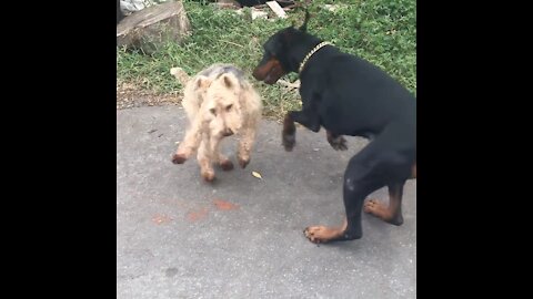 Oscar is Rushed by his Bodyguard Doberman PingAn