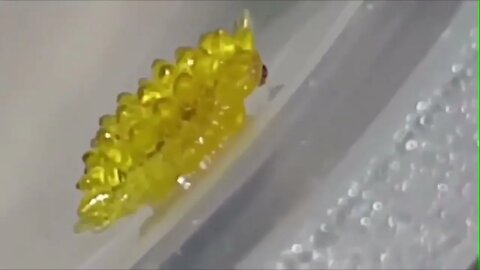 Caterpillar Looks Like a Walking Gummy Bear